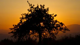 Aegina nature